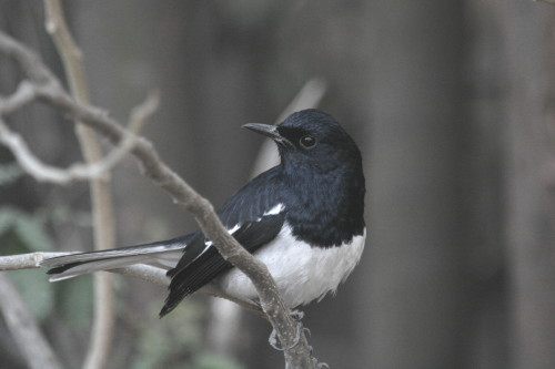 Oriental Magpie Robin