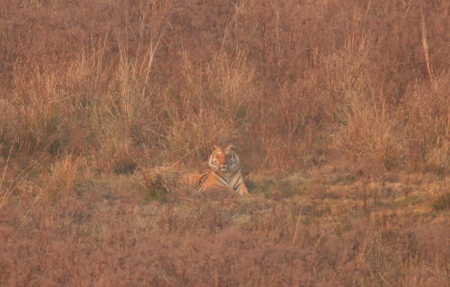 male Bengal Tiger