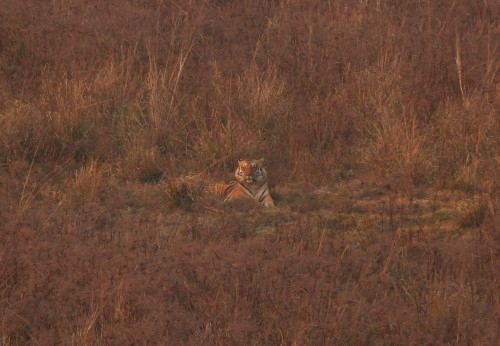 male Bengal Tiger