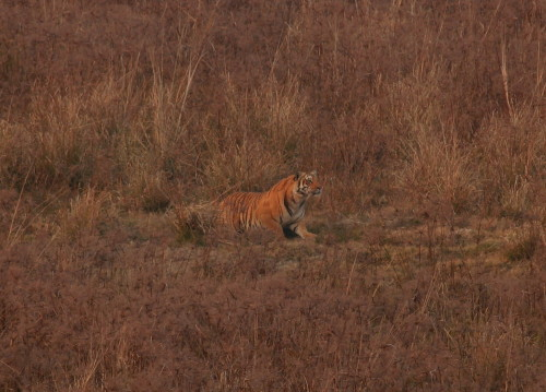 male Bengal Tiger