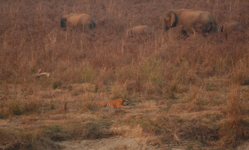 Tiger and elephants
