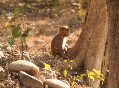 Resus  Macaque monkey