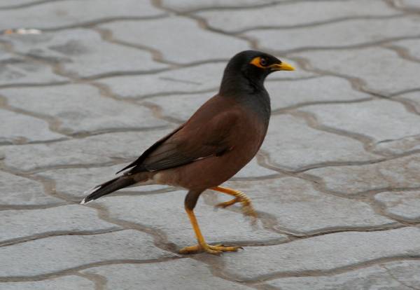 Bank Myna