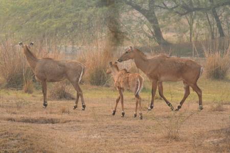 Nilgai