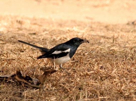Oriental Magpie Robin