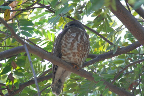 Brown Hawk Owl