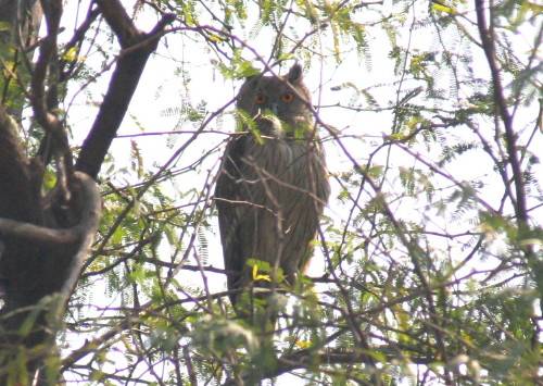 Dusky Eagle Owl