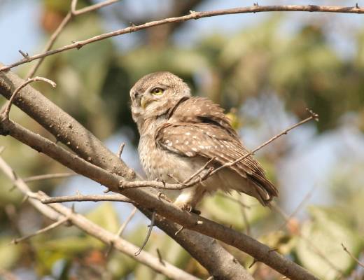 Spotted Owlet