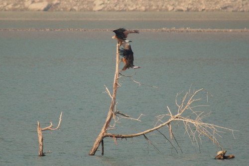 Pallas's Fish Eagle pair