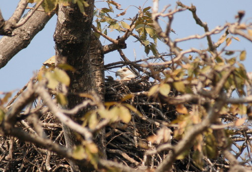 Pallas's Fish Eagle on nest