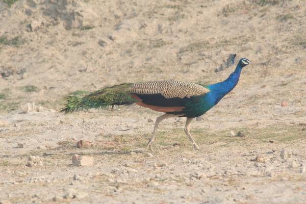 Indian Peafowl