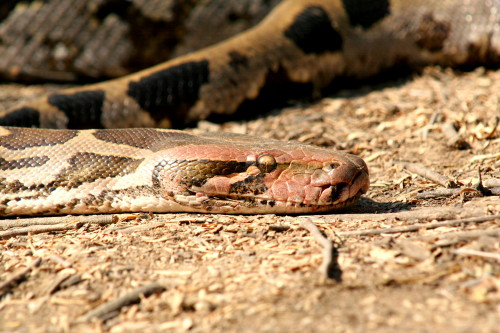 Indian Python