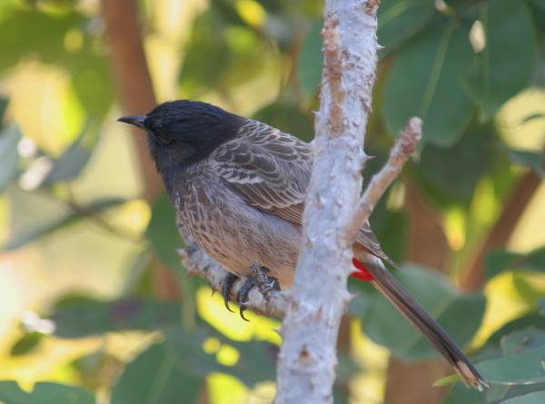 Red-vented Bulbul