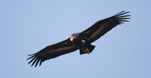 Red-headed Vulture