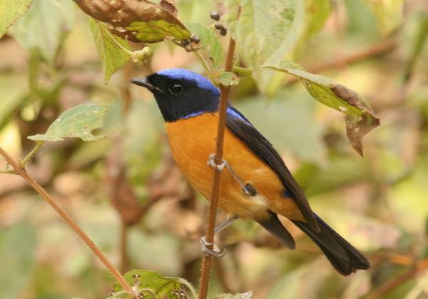 Rufous-bellied Niltava