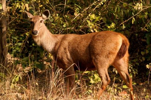 Samba Deer