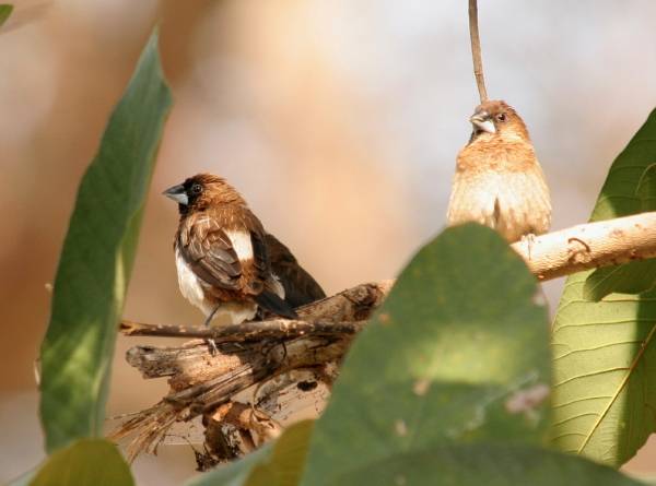 White-rumped Munia