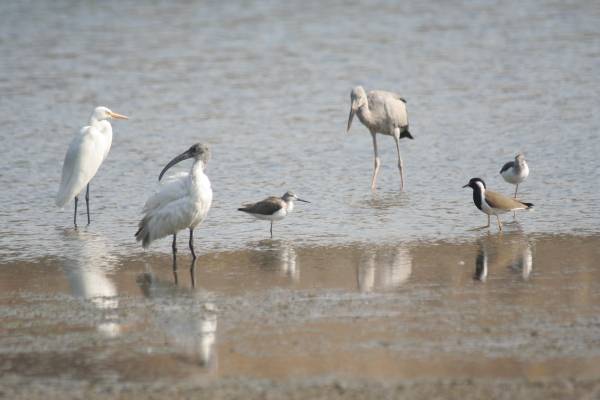 six species