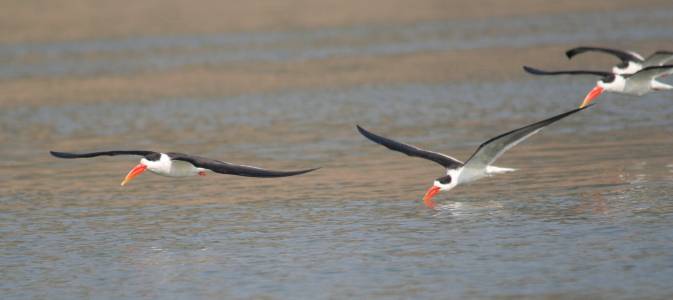 Indian Skimmer