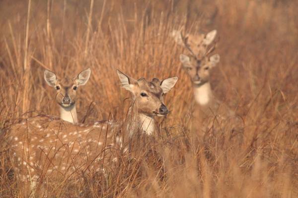 Chital or Spotted Deer