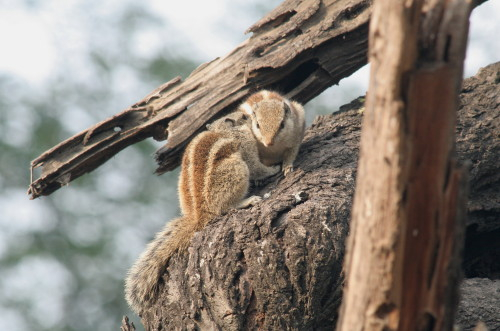 Three Striped Squirrels