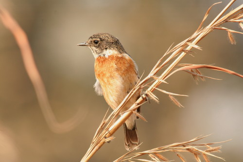Stonechat