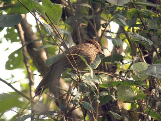 Striated Laughingthrush