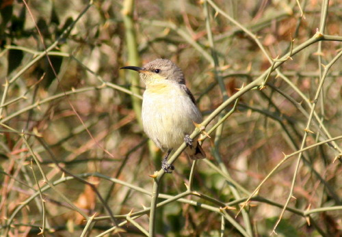Purple Sunbird