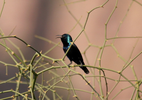 Purple Sunbird