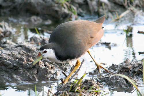 White-breasted Waterhen
