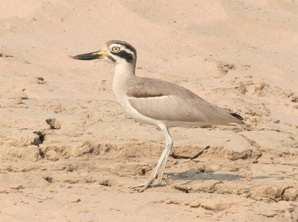 Great Thick-knee