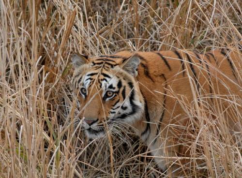 Bengal Tiger
