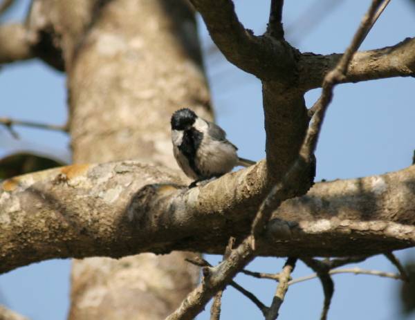 ? Great Tit [Grey Tit]