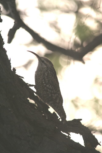 Spotted Creeper