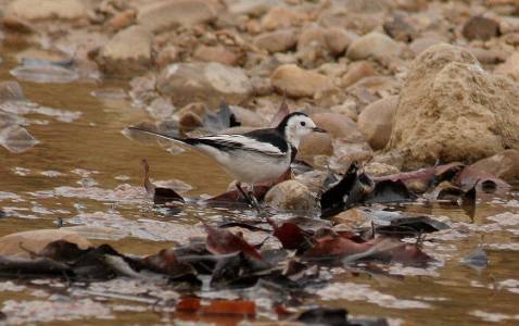 White Wagtail