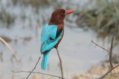 White-throated Kingfisher