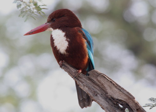 White-throated Kingfisher