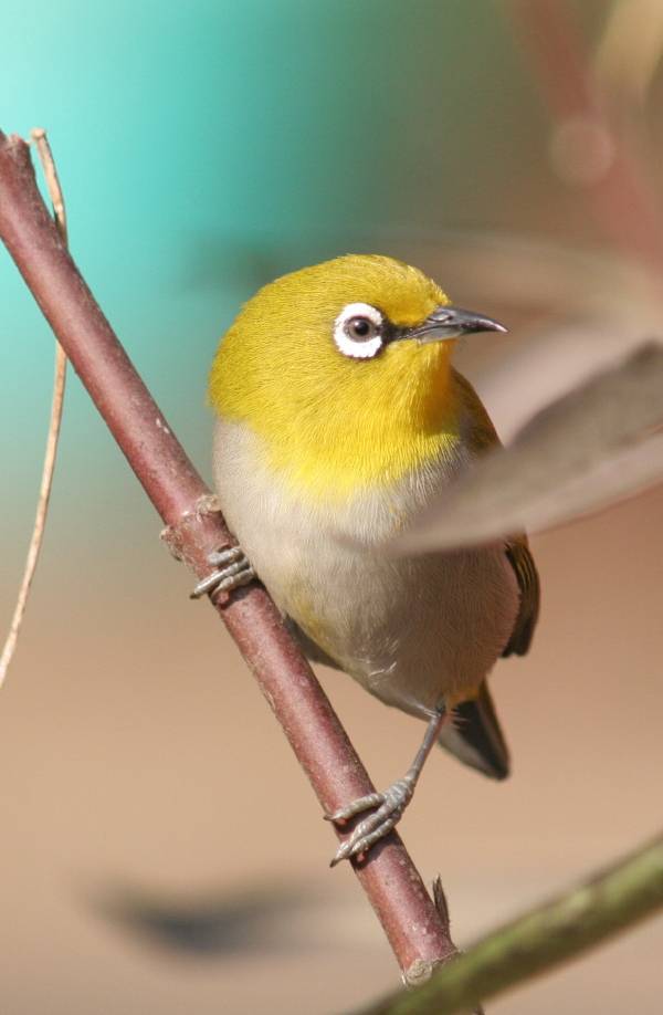 Oriental White-eye