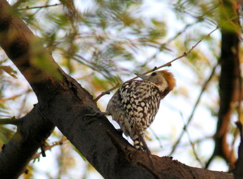 Yellow-crowned Woodpecker