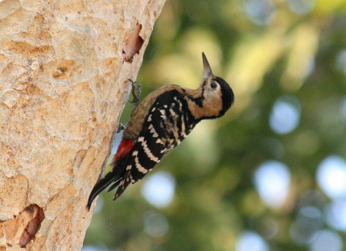 Fulvous-breasted Woodpecker