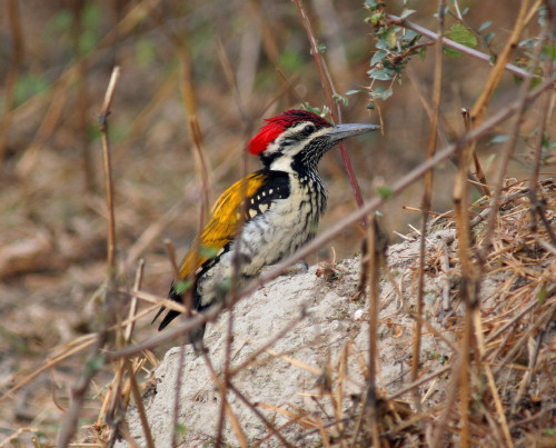 Black-rumped Flameback