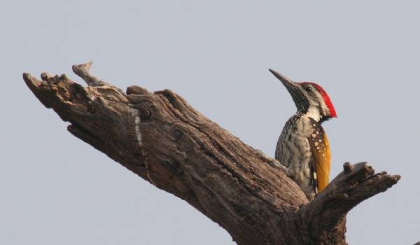 Black-rumped Flameback