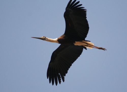 Wooly-necked Stork