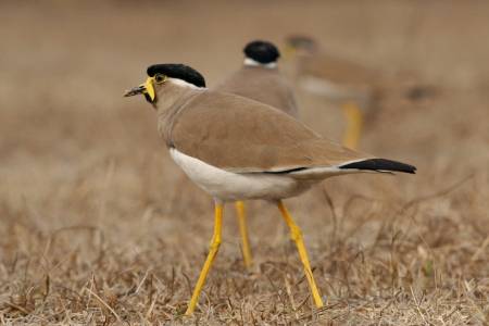 Yellow-wattled Lapwing