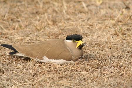 Yellow-wattled Lapwing