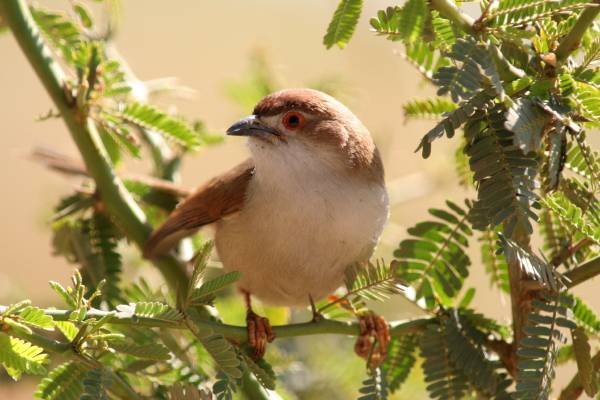 Yellow-eyed Babbler