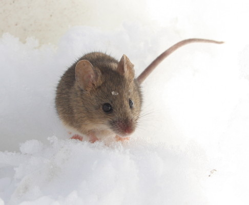 Cretan Mouse