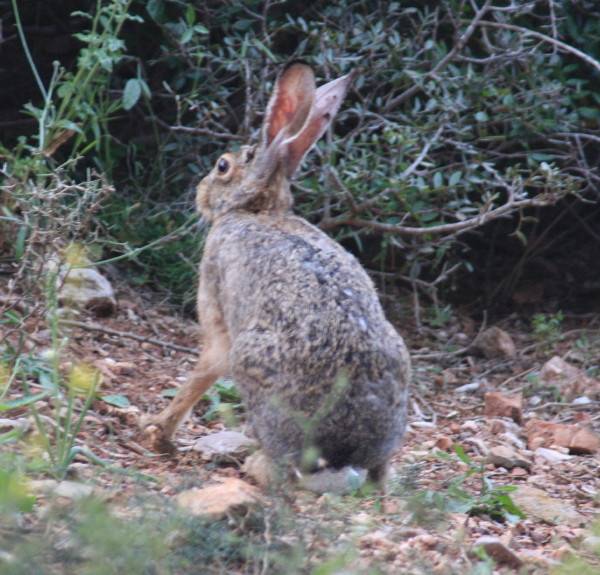 Cretan Hare
