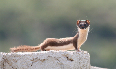 Weasel