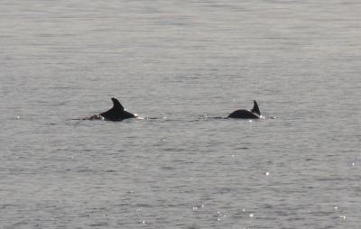 Bottle-nosed Dolphin